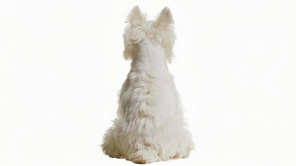 ウェスティ11の写真