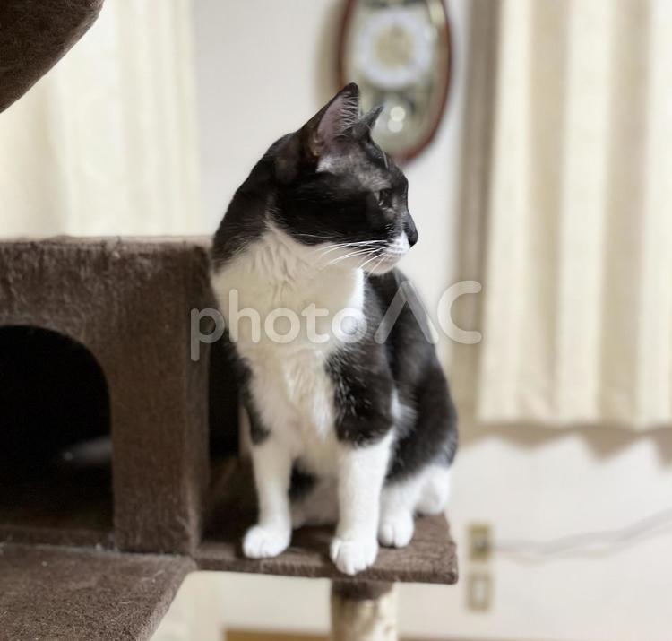 キャットタワーに座る横顔の白黒猫 ハチワレ,座る,1匹の写真素材