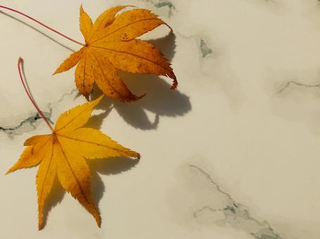 黄色いもみじ もみじ,秋,葉っぱの写真素材