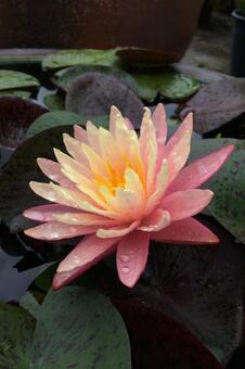 ピンクとオレンジのグラデーション睡蓮 睡蓮,スイレン,花の写真素材