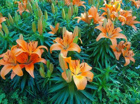 花 花の写真