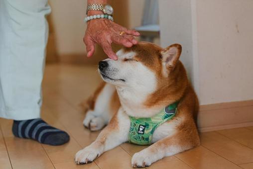 じいじに撫でてもらって幸せを満喫する柴犬 じいじに撫でてもらって幸せを満喫する柴犬 柴犬,しばいぬ,日本犬の写真素材