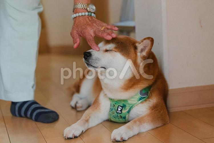 じいじに撫でてもらって幸せを満喫する柴犬 柴犬,しばいぬ,日本犬の写真素材