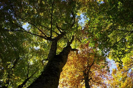 紅葉　色づくブナ林１ ブナ,橅,ブナ林の写真素材