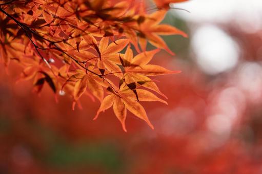 紅葉 紅葉の写真