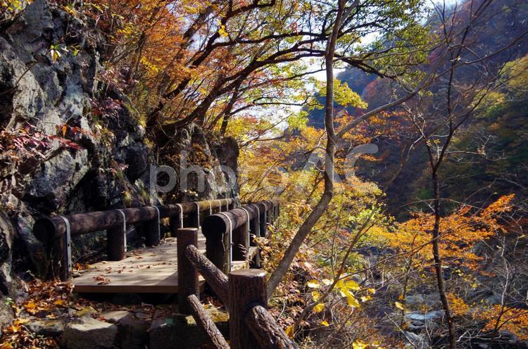 栃木県　龍王峡～川治温泉　ハイキングコース 栃木県,龍王峡,紅葉の写真素材