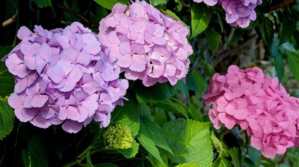 紫陽花　あじさい 紫陽花,花,梅雨の写真素材