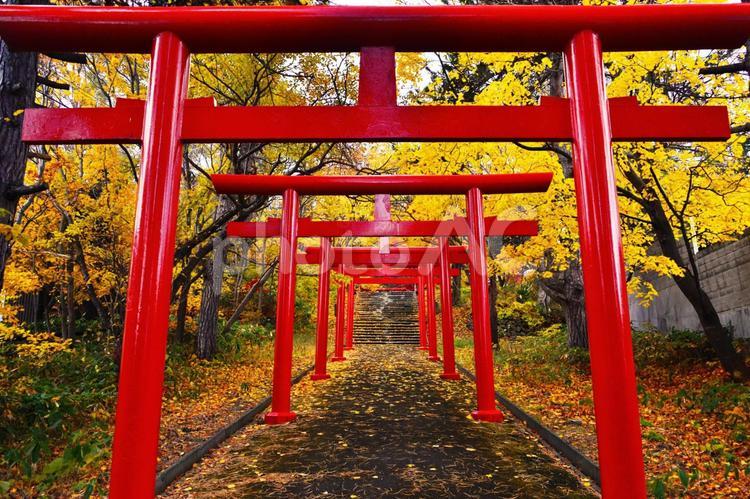  札幌伏見稲荷神社  ２ 神社,パワースポット,鳥居の写真素材