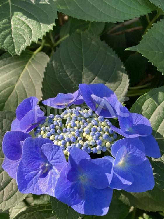 ガクアジサイ　光注ぐ アジサイ,ガクアジサイ,ブルーの写真素材