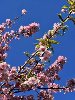 桜　サクラ　上野公園　さくら 赤,桜,サクラの写真素材