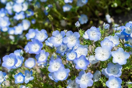 Nemophila field in spring Nemophila flowers, JPG