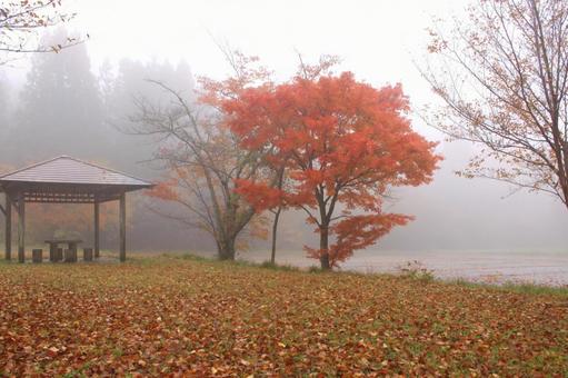雨の中の紅葉 モヤ,雨,紅葉の写真素材