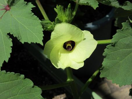 オクラの花  ０３ オクラ,花,野菜の写真素材