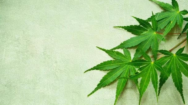 Green maple leaves and a refreshing green background, JPG