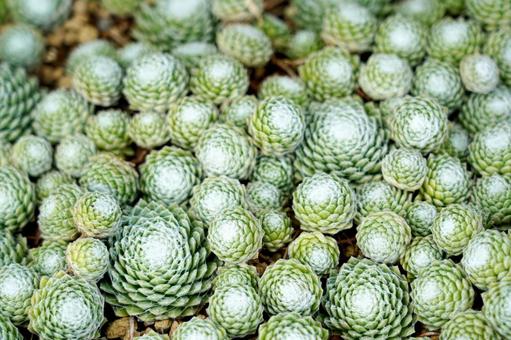 グリーンが美しい多肉植物 グリーンが美しい多肉植物 多肉植物,植物,グリーンの写真素材