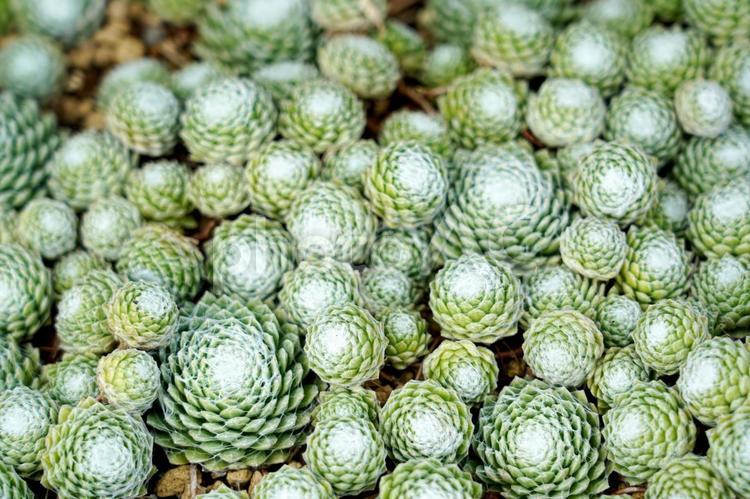 グリーンが美しい多肉植物 多肉植物,植物,グリーンの写真素材