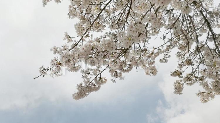 桜を見上げる 桜,イメージ,見上げるの写真素材