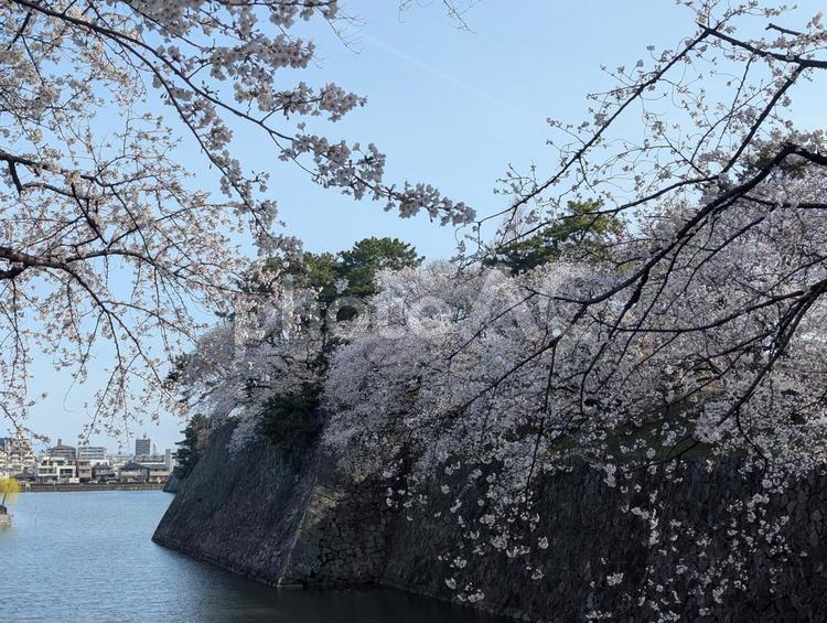 名古屋城の石垣と桜 桜,花,春の写真素材