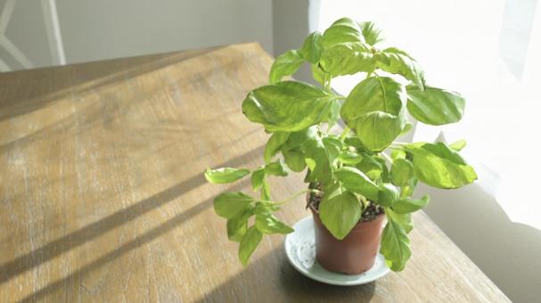 バジルの家庭菜園 バジル,ハーブ,植物の写真素材