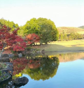 秋の奈良公園 奈良公園,秋,紅葉の写真素材