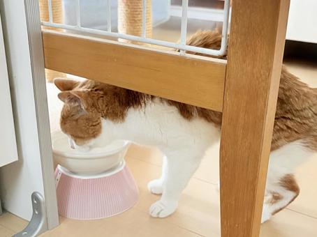 猫 猫 水飲み,ペット,水場の写真素材