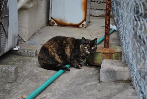 cat, JPG