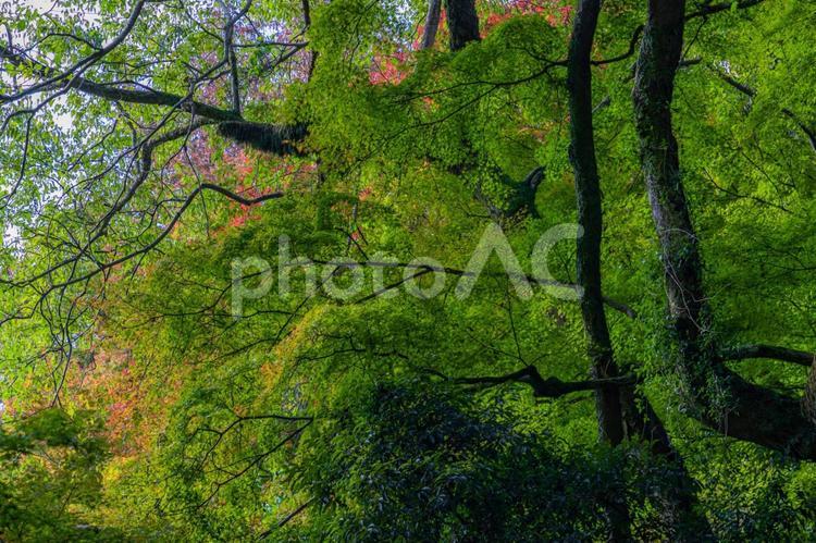 箕面大滝　苔のような初秋のもみじ 初秋のもみじ,背景素材,壁紙の写真素材