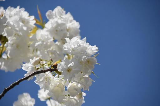 千原桜 千原桜の写真