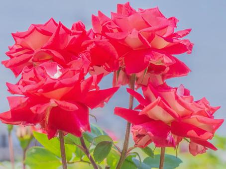花(ばら) 花(ばら)の写真