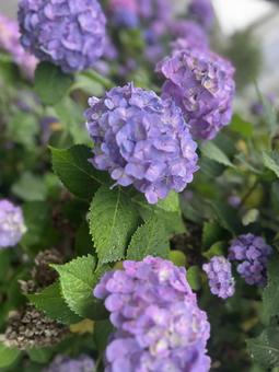 Hydrangea on a sunny day, JPG Hydrangea on a sunny day, JPG