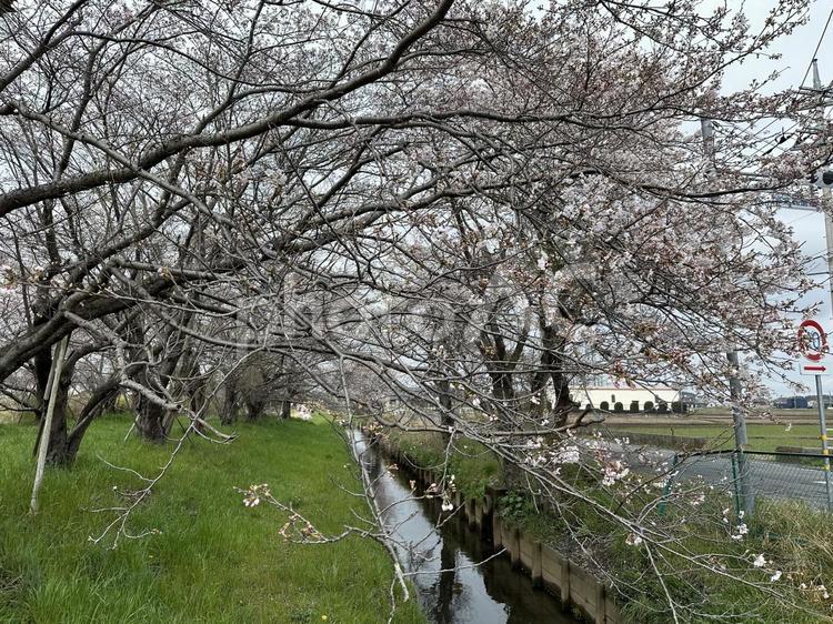 春の小川と桜の風景 枝,曇り空,川の写真素材