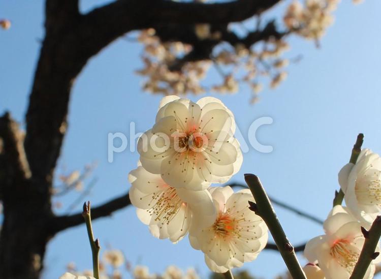 梅の花（梅林） 白梅,紅梅,梅林の写真素材