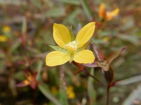 【花の写真】ヒレタゴボウ（鰭田牛蒡） ヒレタゴボウ,鰭田牛蒡,植物の写真素材