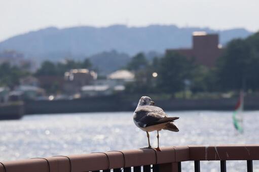 海岸の柵の上にとまり後ろ姿のカモメ 海岸,柵,上の写真素材