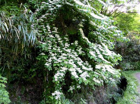 5月、郊外の林に咲くヤブデマリの写真