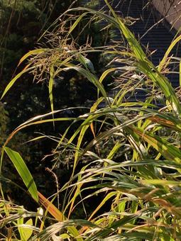 秋　フウチソウ 草,フウチソウ,秋の写真素材