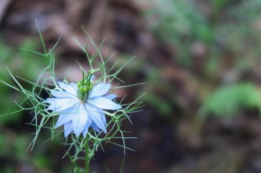 ニゲラの花 ニゲラの花の写真