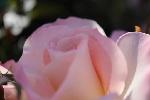 バラ園でピンクの薔薇をアップで撮りました バラ園でピンクの薔薇をアップで撮りましたの写真
