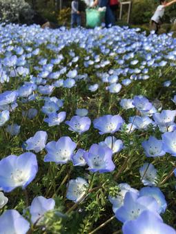 ネモフィラ花壇の写真
