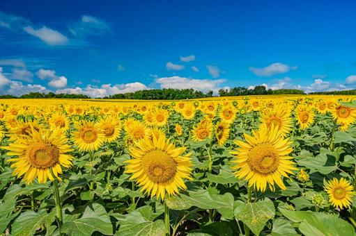 北海道 北竜町ひまわりの里 北海道 北竜町ひまわりの里 北海道,日本,北竜の写真素材