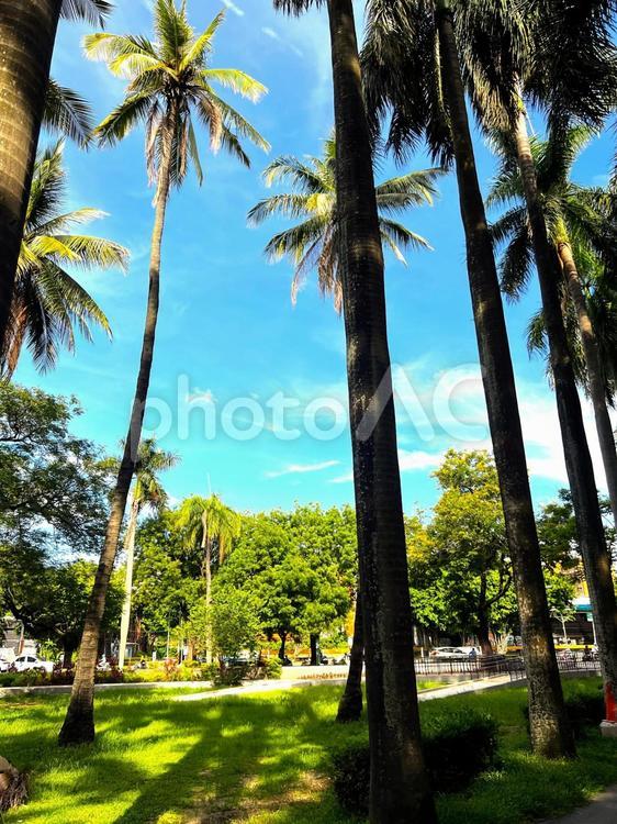 夏　風景 風景,自然,ハワイの写真素材