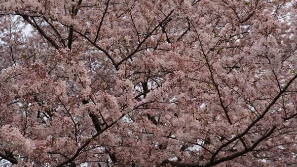 桜 桜の写真