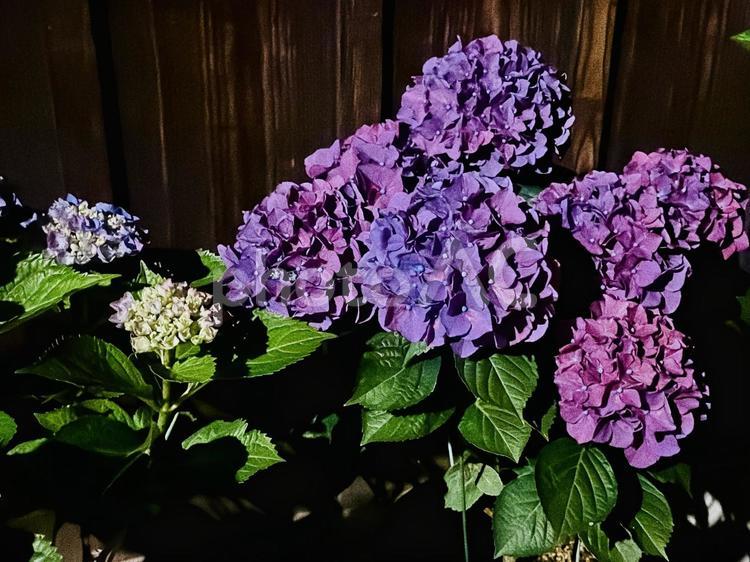 夜道を彩る梅雨の紫陽花たち 紫色,花弁,夜の光の写真素材