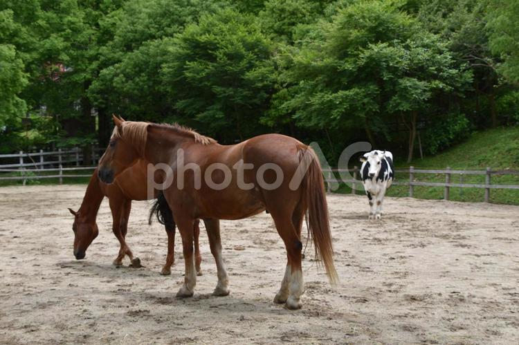 異種混合 馬,牛,牧場の写真素材