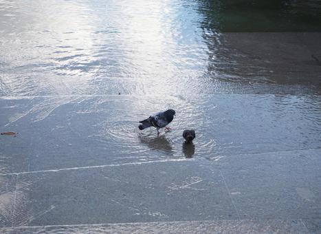 水たまりにいる鳩 水たまりにいる鳩の写真