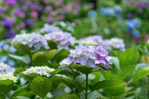 形原温泉アジサイの里 満開のアジサイ 形原温泉アジサイの里 満開のアジサイ 紫陽花,アジサイ,形原温泉の写真素材