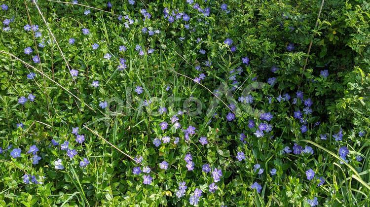 たくましく咲き誇る野生の花（春） 花,小花,野生の写真素材