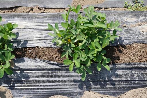 Photo, peanuts, cultivation, home garden, 