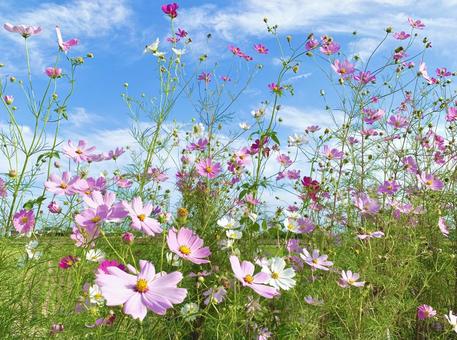 青空とコスモス5 青空とコスモス5 コスモス,秋桜,ピンクの写真素材