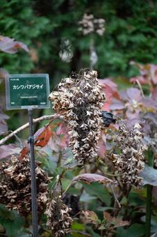 ドライフラワーを思わせるカシワバアジサイ 黄色,花,屋外の写真素材